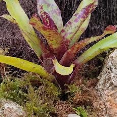Neoregelia 'Monkey Business'