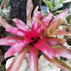 Neoregelia 'Fireball' x 'Hal Ellis'