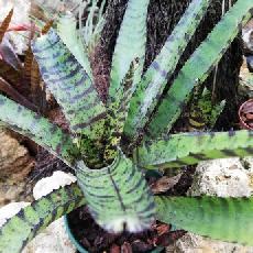 Neoregelia Hannibal Lecter F2
