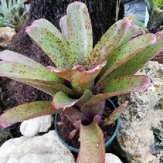 Neoregelia 'Fireball' F1