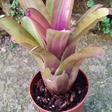 Neoregelia 'See No Evil Marginated’