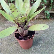 Neoregelia 'Tropical Storm'
