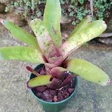Neoregelia olens x 'Marble Throat'