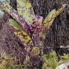 Neoregelia 'Caviar'