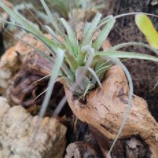 Tillandsia 'Eric Knobloch'