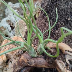 Tillandsia 'Wany Wonder'