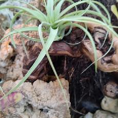 Tillandsia 'Firestorm'  'cultivar'