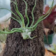Tillandsia 'Showtine'