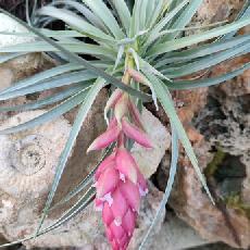 Tillandsia 'Houston Colossus'