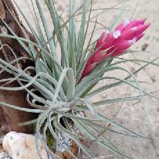 Tillandsia 'Houston Red Princess'