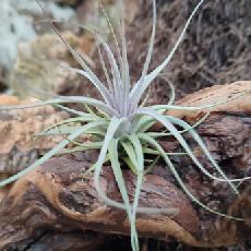 Tillandsia 'Double Ruth'