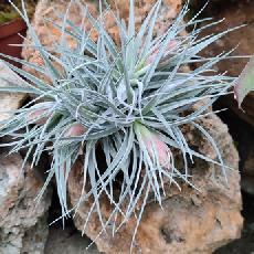 Tillandsia 'Houston Cotton Candy'