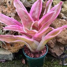 Neoregelia 'Valentine'