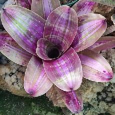 Neoregelia 'Ballerrina'