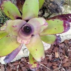 Neoregelia 'Grande'