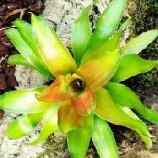 Neoregelia 'Medusa'
