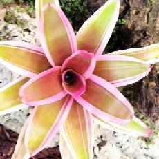 Neoregelia 'Cherry Vanilla'