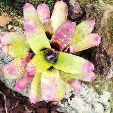 Neoregelia 'Little Rose'