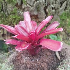 Neoregelia 'Red Bird'
