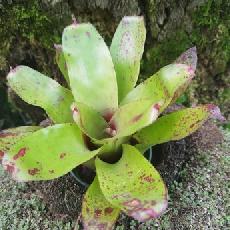 Neoregelia 'Olens x concentrica'