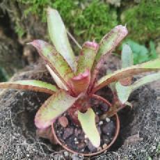 Neoregelia 'Felix'