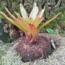 Tillandsia 'Li Hing'