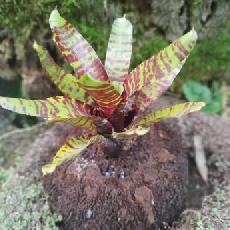 Neoregelia 'Da Kine'