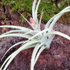 Tillandsia 'Majestic'