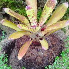 Neoregelia 'Bitzer'