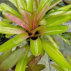 Neoregelia ' Martin'
