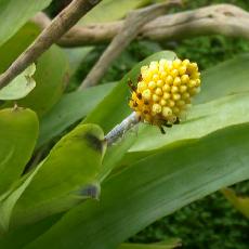 Aechmea  calyculata