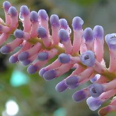 Aechmea gamosepala