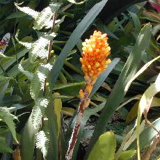 Aechmea pimenti-velosoi