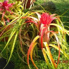 Aechmea recurvata