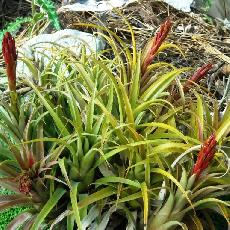 Aechmea recurvata var. ortgiesii