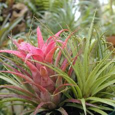 Aechmea recurvata var. benrahtii
