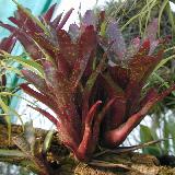 Neoregelia tristis