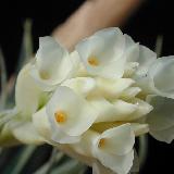Tillandsia aeranthos  'Alba'