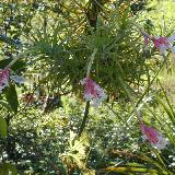 Tillandsia araujei