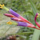 Tillandsia argentea