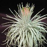 Tillandsia atroviridipetala