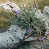 Tillandsia bandensis