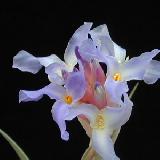 Tillandsia bergeri