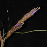 Tillandsia butzii