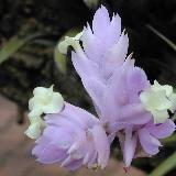 Tillandsia cacticola