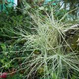 Tillandsia caerulea