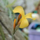 Tillandsia crocata