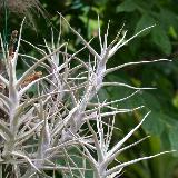 Tillandsia diaguitensis