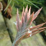 Tillandsia didisticha