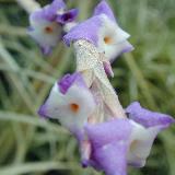 Tillandsia duratii var. saxatilis